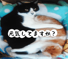 sticker japan cat&gin Photo version 2 sticker #13592228