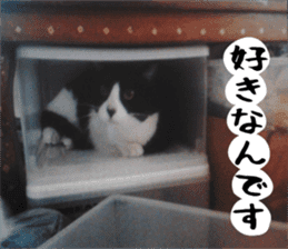 sticker japan cat&gin Photo version 2 sticker #13592229