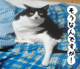 sticker japan cat&gin Photo version 2 sticker #13592232