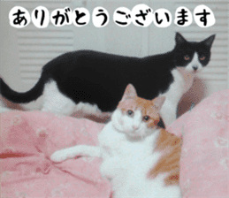 sticker japan cat&gin Photo version 2 sticker #13592234