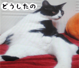sticker japan cat&gin Photo version 2 sticker #13592236