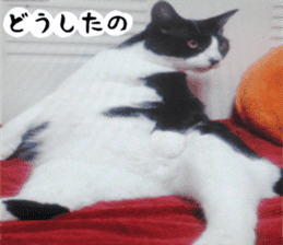 sticker japan cat&gin Photo version 2 sticker #13592236