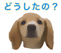 Minuature dachshund sticker #13592767