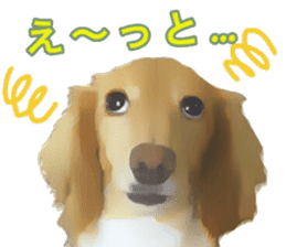 Minuature dachshund sticker #13592770