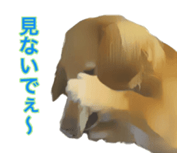 Minuature dachshund sticker #13592771