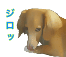 Minuature dachshund sticker #13592772