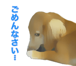 Minuature dachshund sticker #13592773