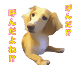 Minuature dachshund sticker #13592779