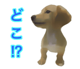 Minuature dachshund sticker #13592781