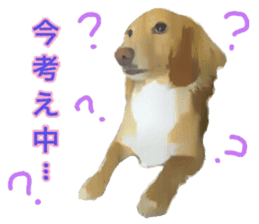 Minuature dachshund sticker #13592783