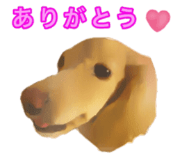 Minuature dachshund sticker #13592784