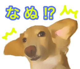 Minuature dachshund sticker #13592786