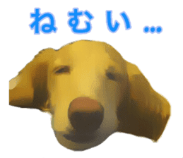 Minuature dachshund sticker #13592789