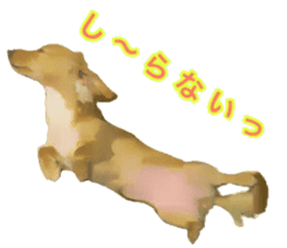 Minuature dachshund sticker #13592790