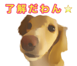 Minuature dachshund sticker #13592791