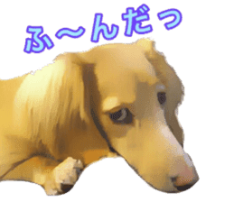 Minuature dachshund sticker #13592793