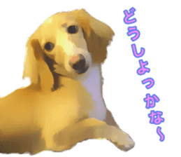 Minuature dachshund sticker #13592798