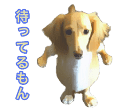 Minuature dachshund sticker #13592799