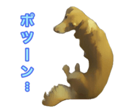 Minuature dachshund sticker #13592800