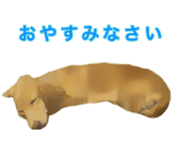 Minuature dachshund sticker #13592801