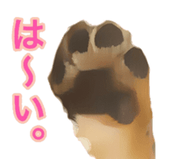 Minuature dachshund sticker #13592802