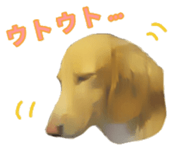 Minuature dachshund sticker #13592803
