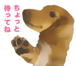 Minuature dachshund sticker #13592804