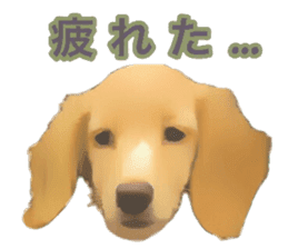 Minuature dachshund sticker #13592805