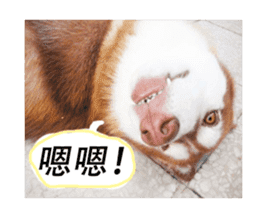 Husky life cute sticker. sticker #13593728