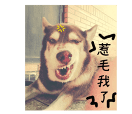 Husky life cute sticker. sticker #13593730