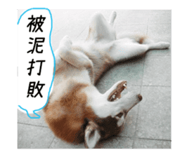 Husky life cute sticker. sticker #13593731