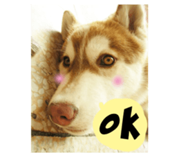 Husky life cute sticker. sticker #13593732