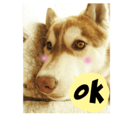 Husky life cute sticker. sticker #13593732