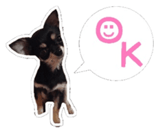 TAKU of Chihuahua sticker #13594102