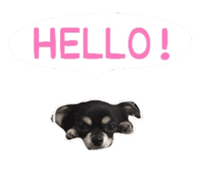 TAKU of Chihuahua sticker #13594103