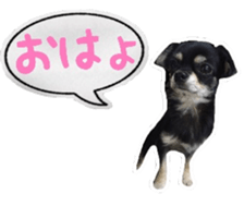TAKU of Chihuahua sticker #13594104