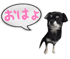 TAKU of Chihuahua sticker #13594104