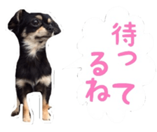 TAKU of Chihuahua sticker #13594107