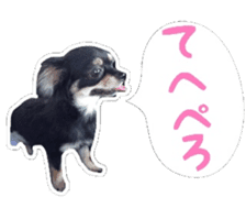 TAKU of Chihuahua sticker #13594109