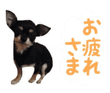 TAKU of Chihuahua sticker #13594111