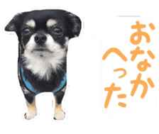 TAKU of Chihuahua sticker #13594112