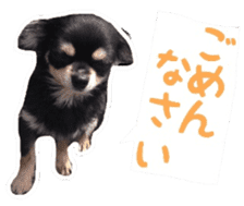 TAKU of Chihuahua sticker #13594114