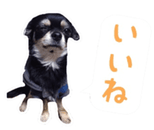 TAKU of Chihuahua sticker #13594115