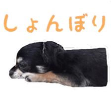 TAKU of Chihuahua sticker #13594116