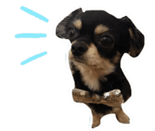 TAKU of Chihuahua sticker #13594118