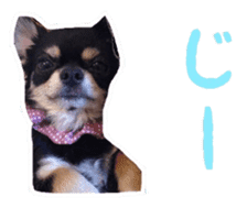 TAKU of Chihuahua sticker #13594119