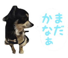 TAKU of Chihuahua sticker #13594120
