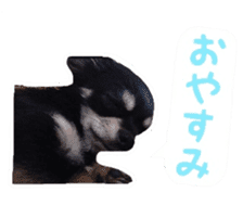 TAKU of Chihuahua sticker #13594121