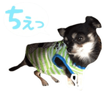 TAKU of Chihuahua sticker #13594122