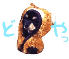 TAKU of Chihuahua sticker #13594124